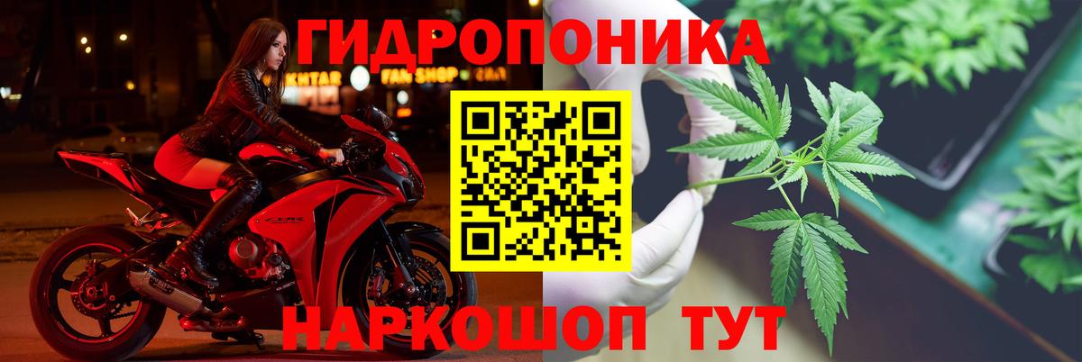 Канабис семена Нальчик